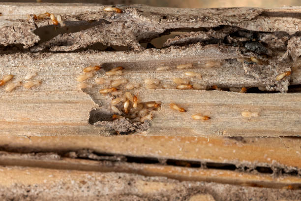 Wasp Removal Services in Fowler, IN